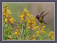 Annas Hummingbird - USA