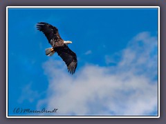 Bald Eagle im Yellowstone