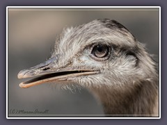 Emu - Zoo