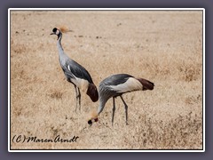 Kronenkranich - Serengeti
