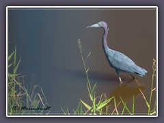 Little Blue Heron -  USA 