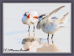 Royal Terns - USA