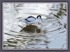 Säbelschnäbler - Recurvirostra avosetta