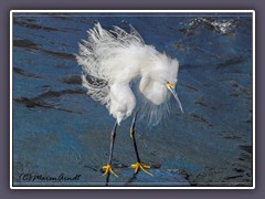 Schmuckreiher - Snowy Egret - USA