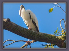 Wood Stork - USA