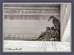 Grauschnäpper Nest