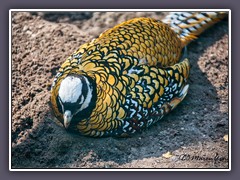 Goldfasan
