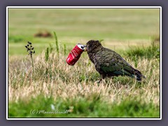 Kea