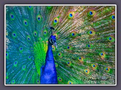 Pfau  -  Pavo cristatus