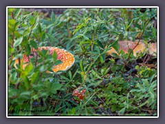 Fliegenpilze - toadstools