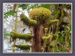 Hoh Rain Forrest - im Regenwald