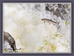 Lachswanderung  im Sol Duc River