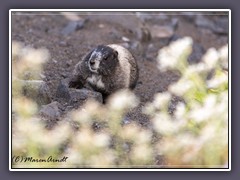 Marmot - Murmeltier
