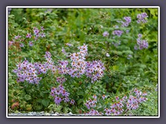 Subalpine Daysies - Erigeron peregrinus