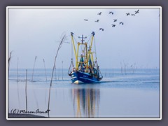 Brandgänse vor Dorum