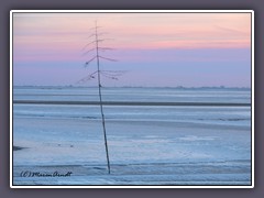 Ein Tannenbaum im Eiswatt