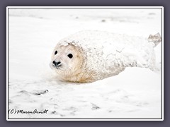 Schneepaniertes Kegelrobbenbaby