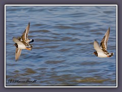 Steinwender im Flug