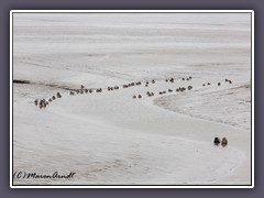 Winterrastplatz der Seevögel