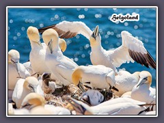 Helgoland