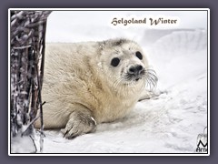 Helgoland im Winter