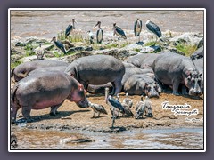 Tanzania Serengeti