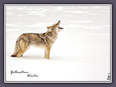 USA Yellowstone Winter