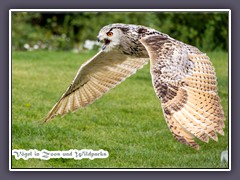 Vögel in Zoos und Wildparks