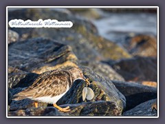 Weltnaturerbe Wattenmeer