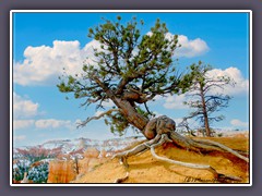 Bryce Canyon - Fester Halt