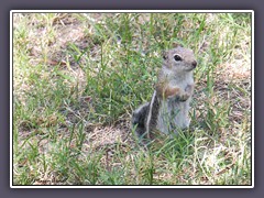 Death Valley - Antelope Squirrel