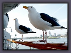 Queen Mary  - Passagiere mit Blick auf Long Beach