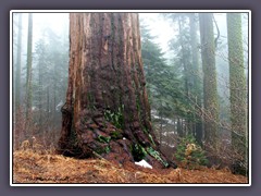 Sequoia NP - Mammuthbäume