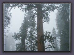 Sequoia NP - Riesenmammuthbäume