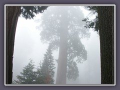 Sequoia NP - uralte Riesenbäume im Nebel