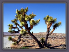 Joshua Tree