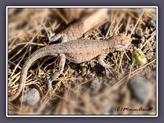 Ausgespuckt - Side Blotched Lizard - Death Valley