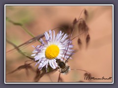Bee Fly - Wollschweber