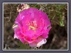 Beavertail Pricklypear