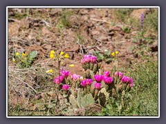 Beavertail Pricklypear - Opuntia basilaris