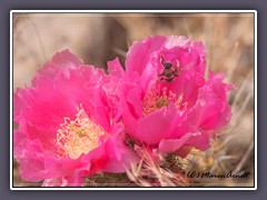 Beavertail Pricklypear -Wildbiene