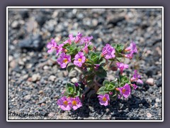 Bigelow Monkey Flower - Mimulus-Bigelovii