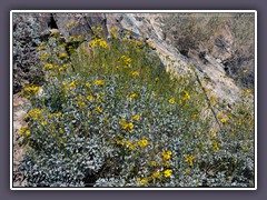 Brittle Bush - Emigrant Road - Death Valley