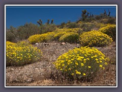 Brittle Bush - Encelia farinosa - Nevada 