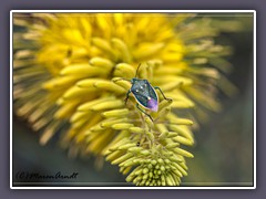 Bug - Wanze - Pentatomidae -  Death Valley - Desert Prince Plume