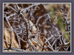 Cactus Wren - Kaktuszaunkönig - Campylorhynchus brunneicapillus - Joshua Tree NP