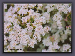 California Buckwheat - Eriogonum Fasciculatum