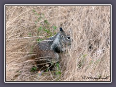 California Ground Squirrel - Death Valley