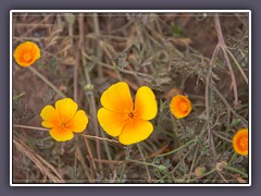 California Poppy - Eschscholzia californica