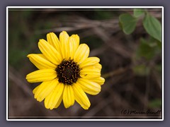 California-Sunflower - Helianthus- alifornicus